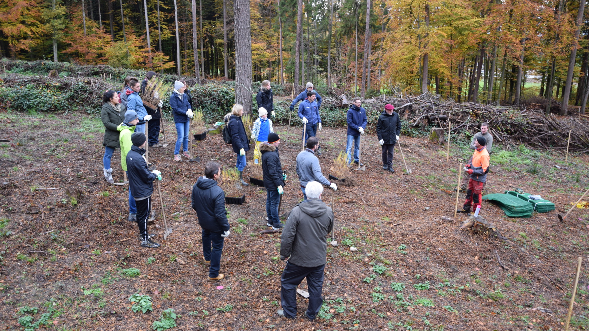 La HEG-FR plante des mélèzes sortie équipe HEG-FR forêt arbres
